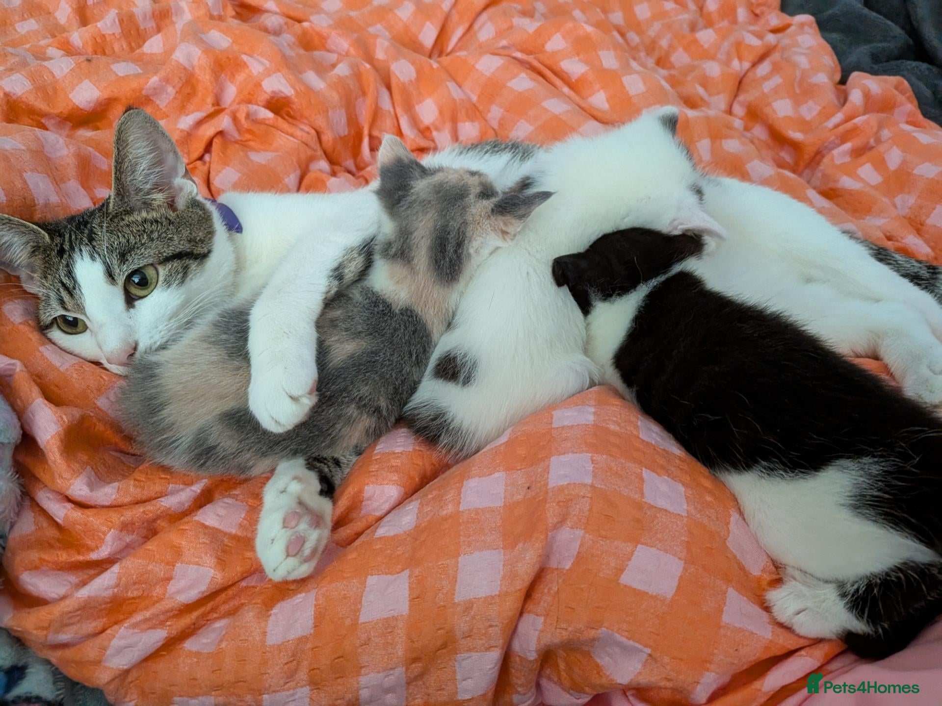 Domestic Shorthair cats Lovely boy kitten  - Advert 2