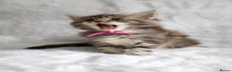 Maine Coon cats for sale: Ready to go, stunning TICA Registered Maine Coons - Advert 29