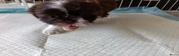 Shih Tzu dogs for sale: Two Beautiful Girls  - Advert 8