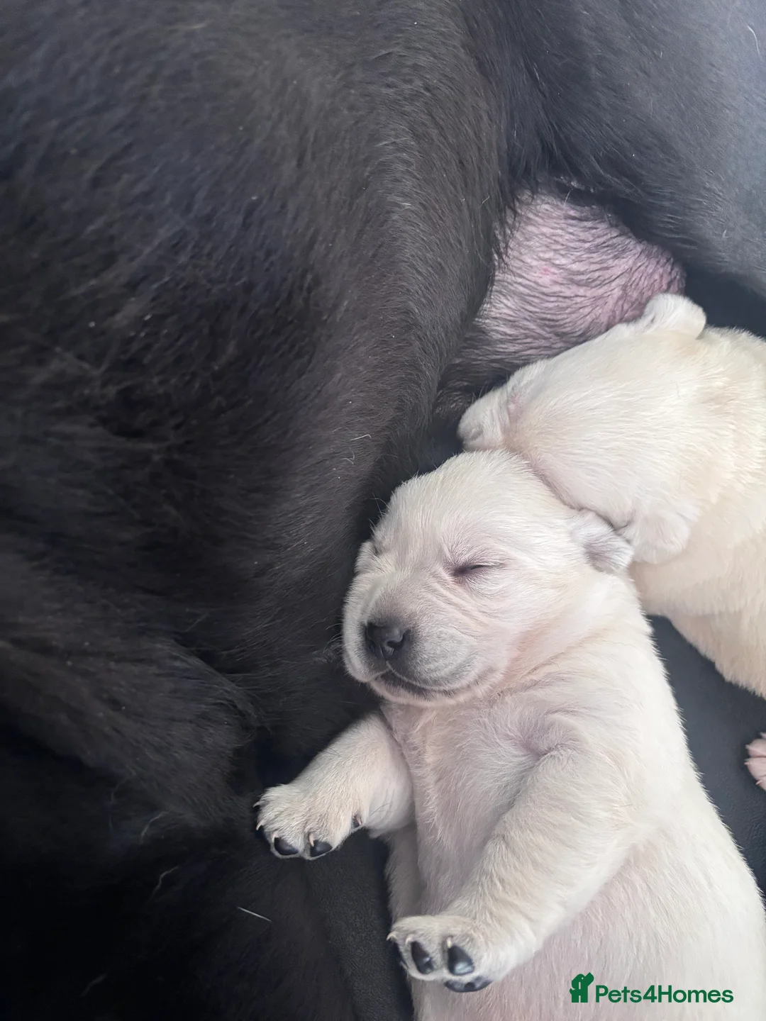 Labrador Retriever dogs for sale: Show Type Labrador Puppies - Advert 2