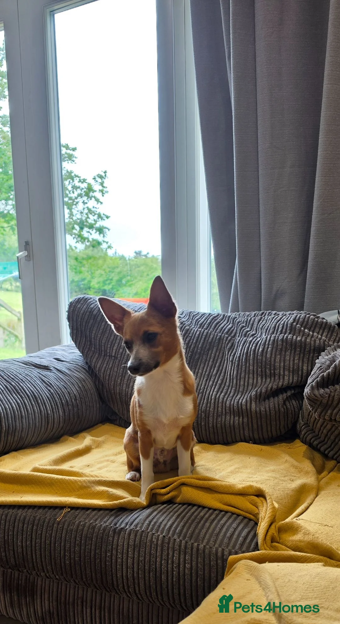 Jack Chi dogs for sale: Jack Chi for sale  - Advert 2