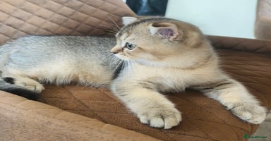 Scottish Fold cats - Advert 8