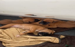 Boxer dogs for sale: 27 Champion bloodline boxers due 14th October  - Image 31