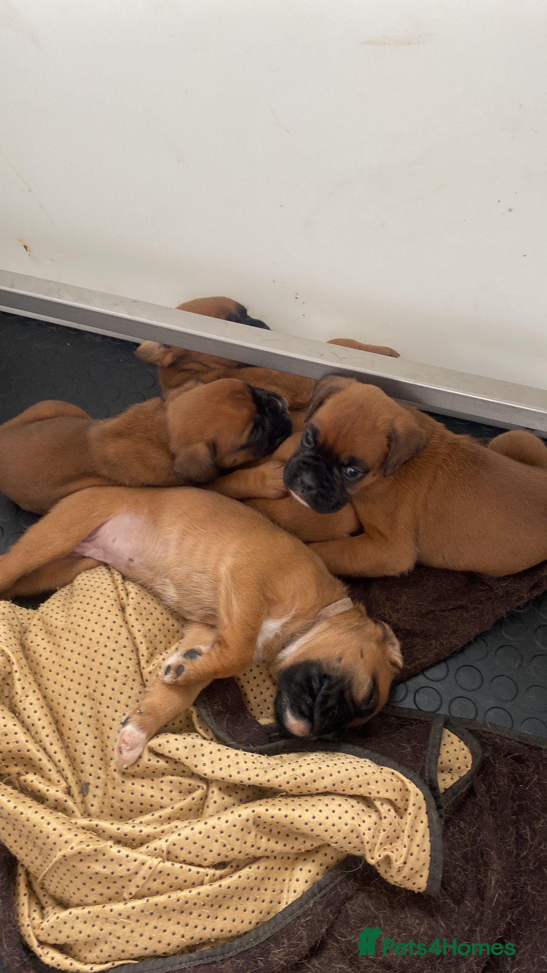 Boxer dogs for sale: 27 Champion bloodline boxers due 14th October  - Image 31