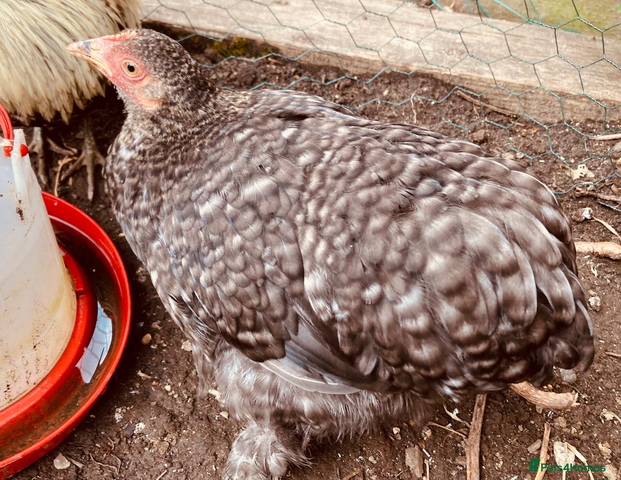 Chickens poultry for sale: Six pekins (mixed colours and ages) in Tipton - Advert 5