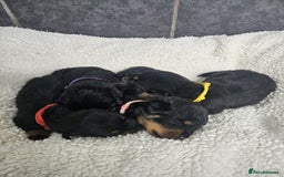 Rottweiler dogs for sale: Stunning Rottweiler puppy’s  - Image 3