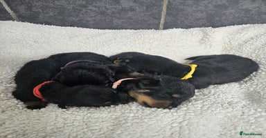 Rottweiler dogs - Advert 14