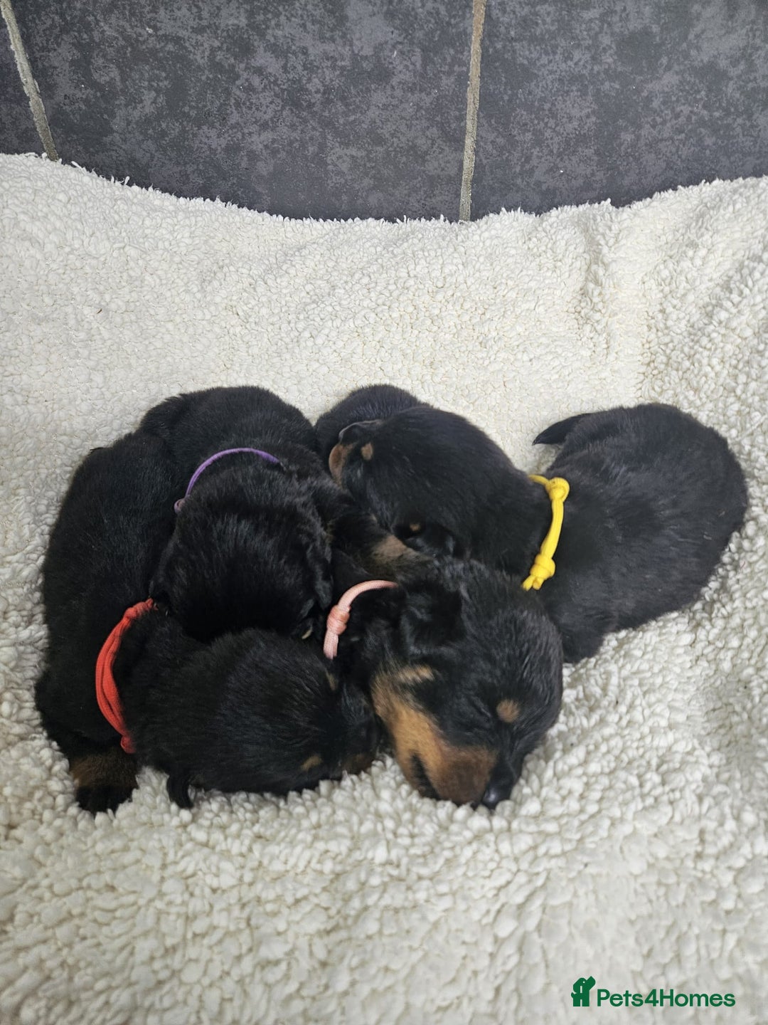 Rottweiler dogs for sale: Stunning Rottweiler puppy’s  - Image 3