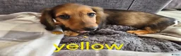 Dachshund dogs for sale: Miniature dachshunds  - Advert 5