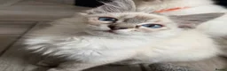 Ragdoll cats for sale: 💖 Stunning Ragdoll Kittens GCCF LAST ONE (Girl) - Advert 26