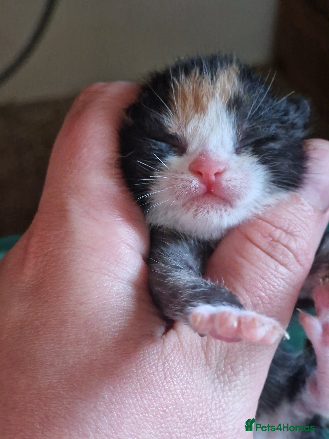 Mixed Breed cats for sale: Kittens ready now - Image 3
