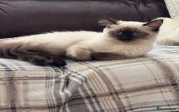 Ragdoll cats for sale: GCCF reg seal point girl - Image 6