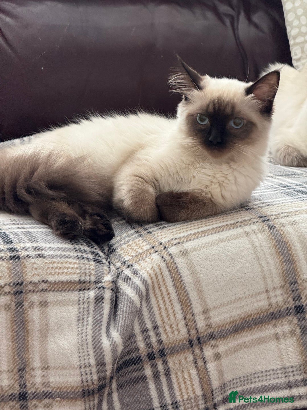 Ragdoll cats for sale: GCCF reg seal point girl - Image 6