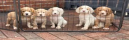 Clumber Spaniel dogs for sale: Health Tested Working Cocker x Clumber Puppies - Advert 3