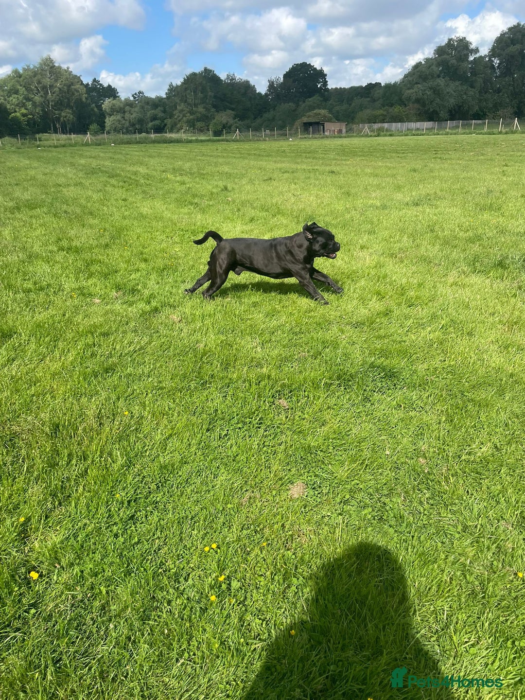 Cane Corso dogs for stud: Cane corso Rico Thor ready to stud in Bedford - Image 13