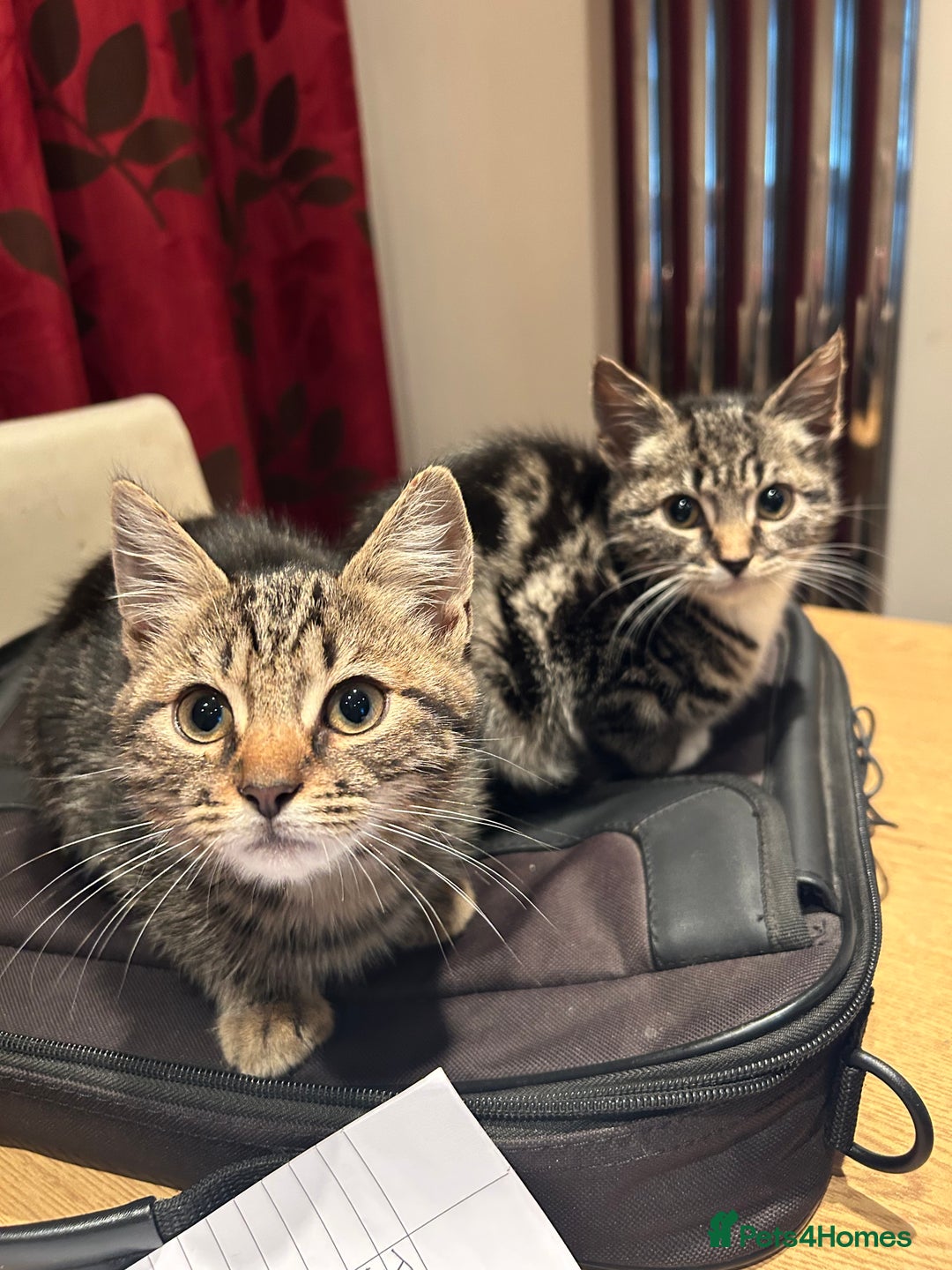 Domestic Shorthair cats for sale: 4 Kittens Available  - Image 4