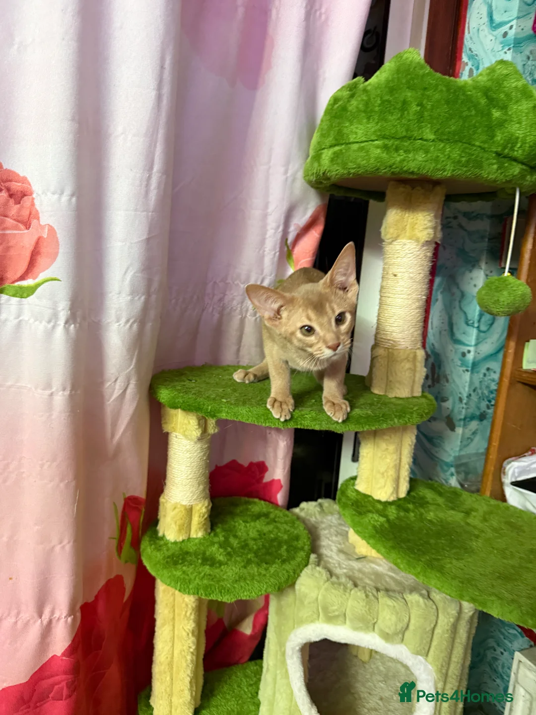 Abyssinian cats for sale: Ready for a new home - Advert 15