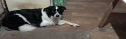 Sprollie dogs for sale: Sprollie puppies for sale - Advert 2