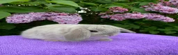 Mini Lop rabbits for sale: Gorgeous, purebred Mini lop babies ready October - Advert 11