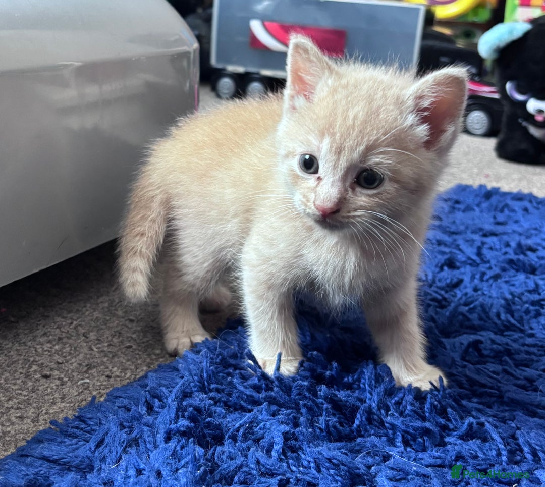Turkish Angora cats for sale: Pedigree Turkish angora x bengal  - Image 2