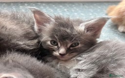 Maine Coon cats for sale: Beautiful Maine Coon babies - Image 10