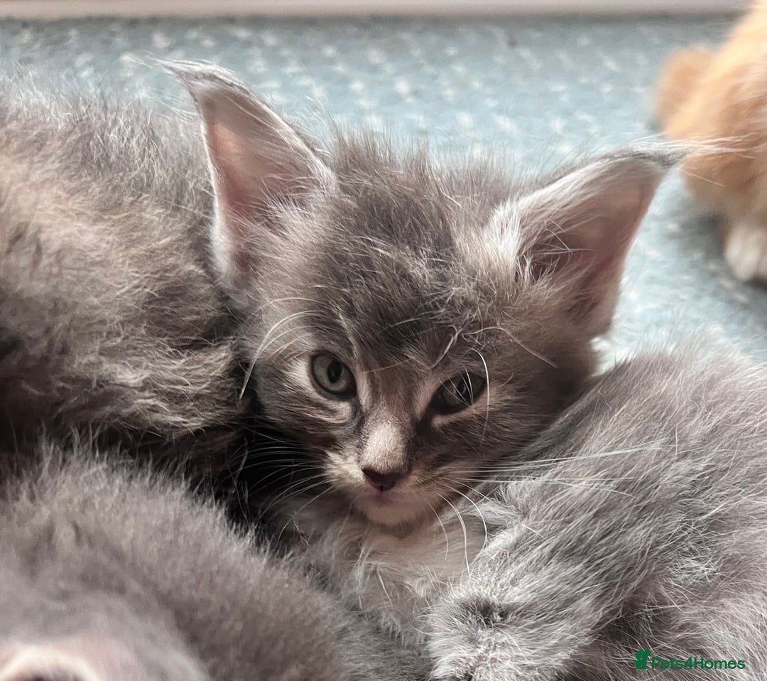 Maine Coon cats for sale: Beautiful Maine Coon babies - Image 10