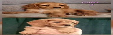 Cocker Spaniel 2