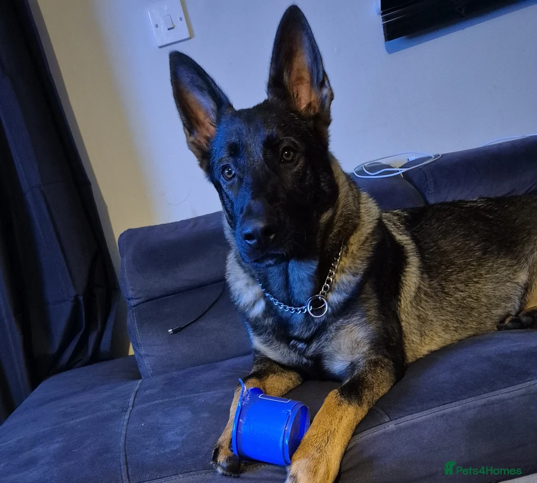 German Shepherd dogs for sale: 6 month german shepherd  - Advert 7