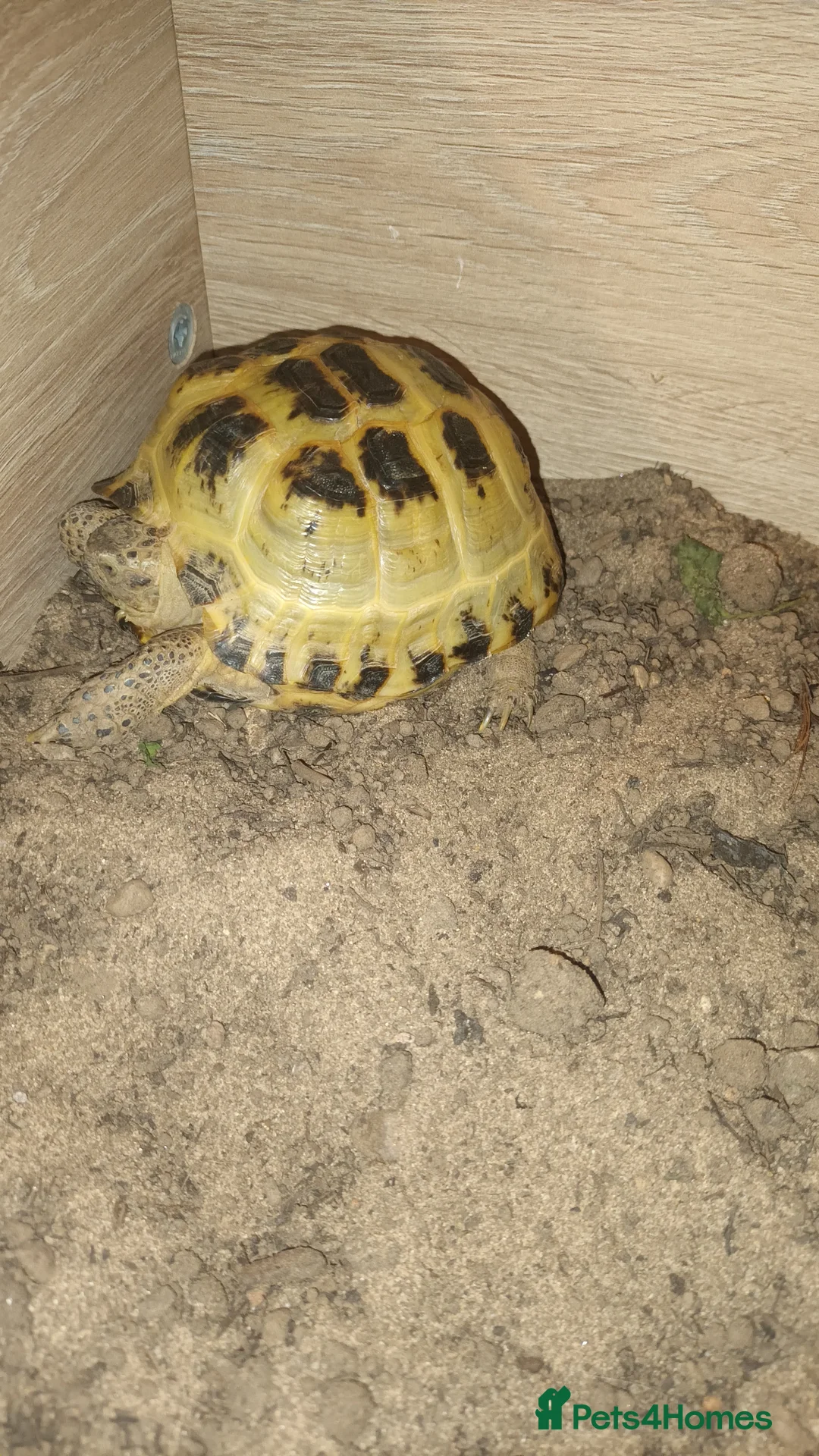 Tortoise reptiles for sale: Horsefield tortoise  in Nottingham - Advert 1