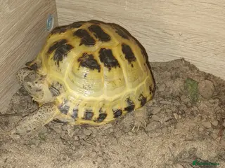Tortoise reptiles Horsefield tortoise - Advert 1