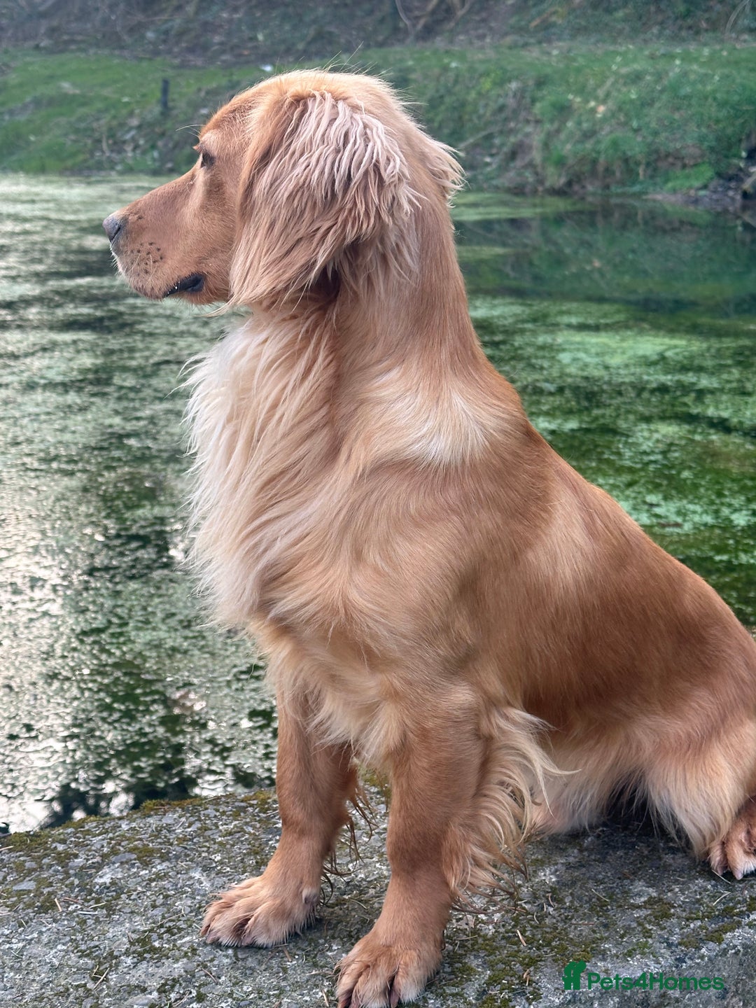 Cocker Spaniel dogs for stud: KC Registered & Health Tested, Fantastic Pedigree in Colwyn Bay - Advert 3