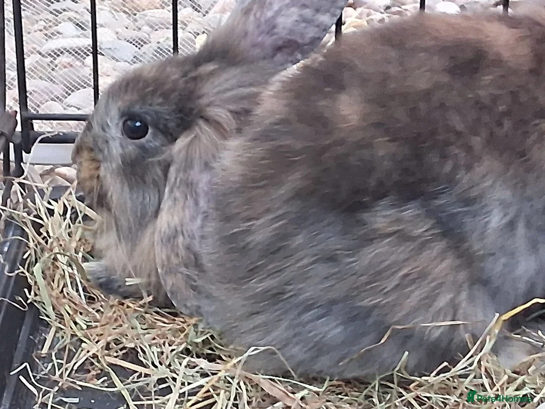 Lionhead rabbits for sale: Baby bunnies for sale - Advert 7