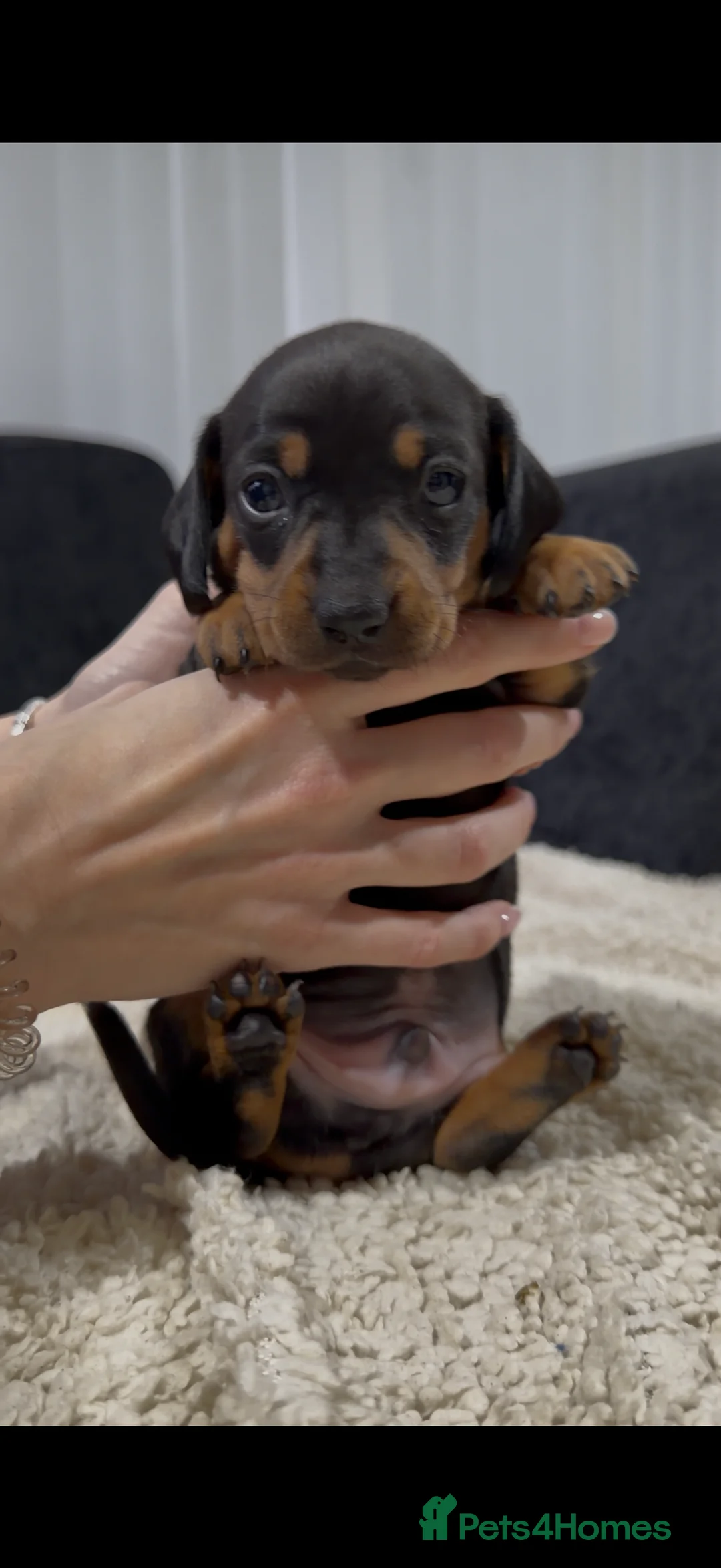 Miniature Dachshund dogs for sale: Miniature Dachshund Puppies - Advert 19