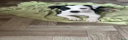 Staffordshire Bull Terrier dogs for sale: 🐾 Adorable Amstaff Puppies –  ❤️ - Advert 8