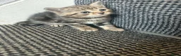 Scottish Fold cats for sale: Scottish fold kittens  - Advert 6