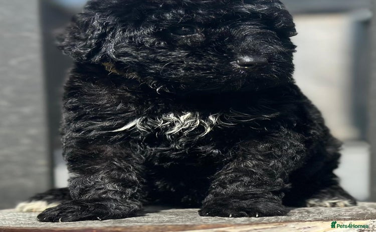 Bernedoodle dogs - Advert 1