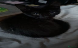 Mixed Breed cats for sale: Adorable black female - Image 5