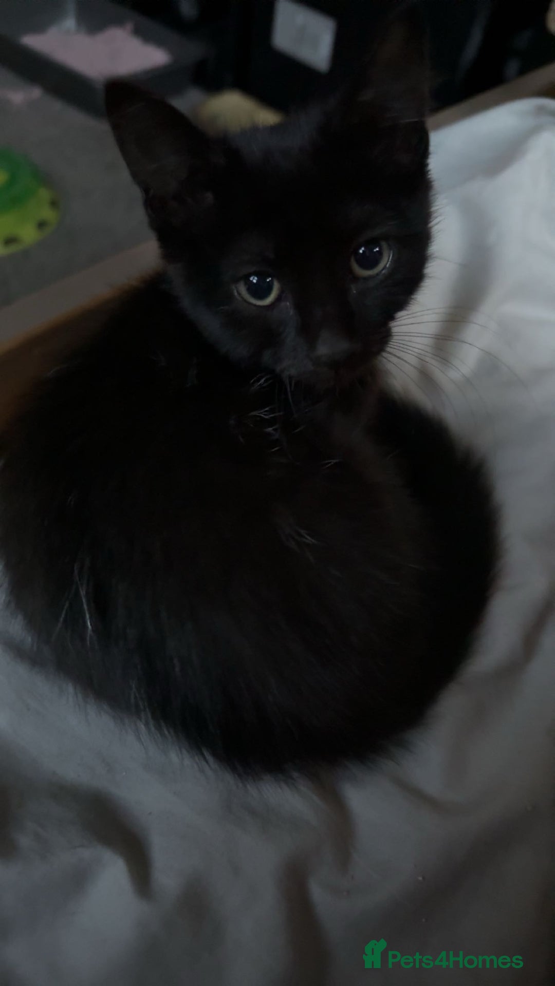 Mixed Breed cats for sale: Adorable black female - Image 5