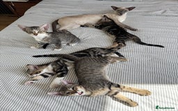 Siamese cats for sale: Siamese-Tabby Mix Kittens Available from 17th Sept - Image 15