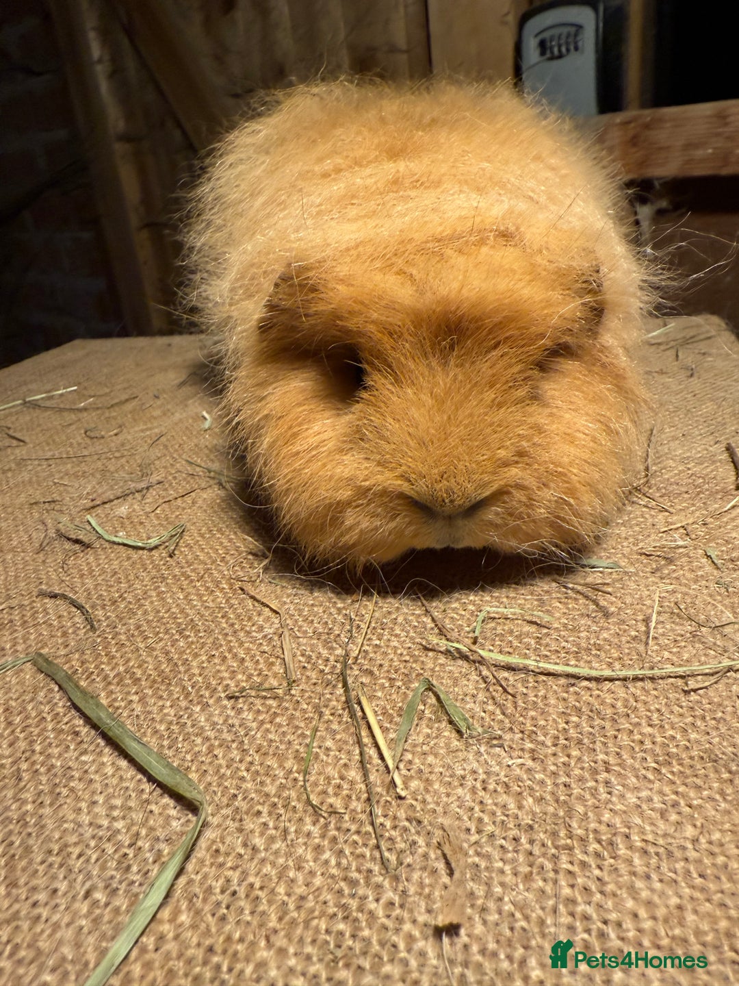 Guinea Pig rodents for sale: Pure bred California & Swiss guineapigs  - Advert 8