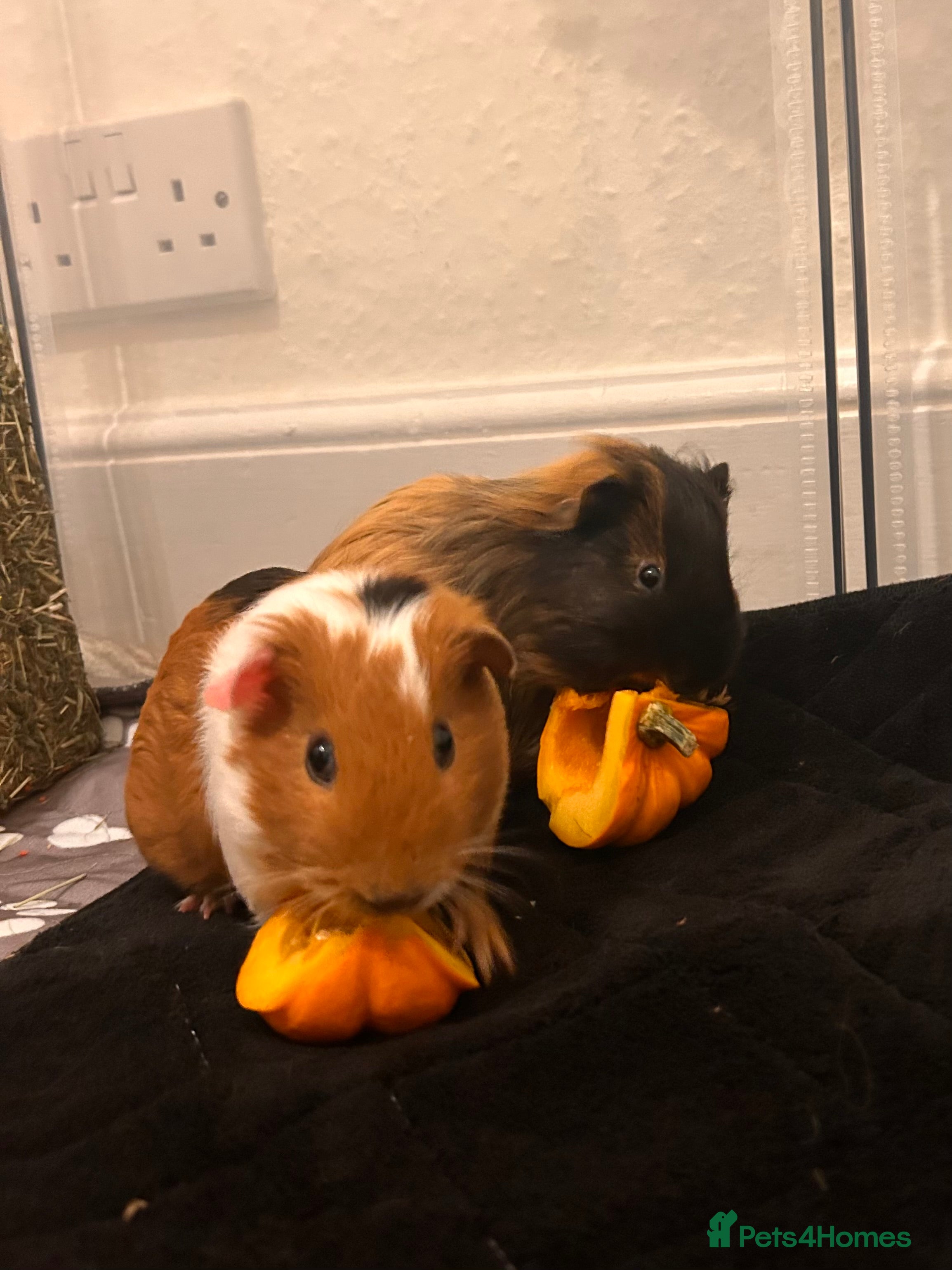 Guinea Pig rodents 2 male guinea pigs  - Advert 3