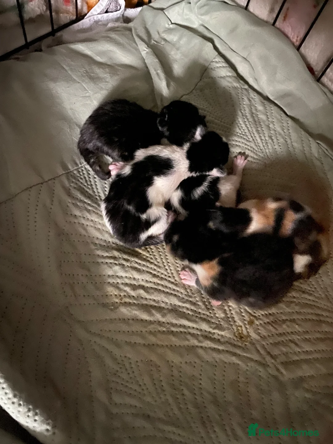Mixed Breed cats for sale: Kittens for new homes in Portsmouth - Advert 3