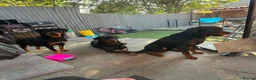 Rottweiler dogs for sale: ⭐️4 Rottweiler Boys For Sale ⭐️ - Advert 4