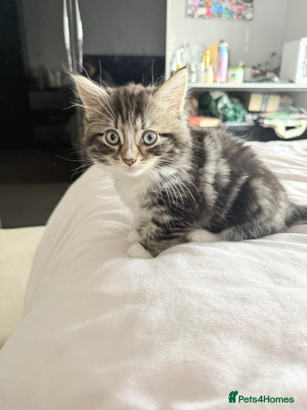 Ragdoll cats for sale: Ragdoll and Russian blue mix  - Image 16