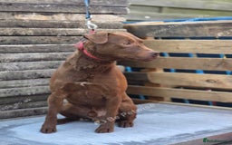 Patterdale Terrier dogs for sale: 18 month old nuttlehead Patterdale  - Image 2