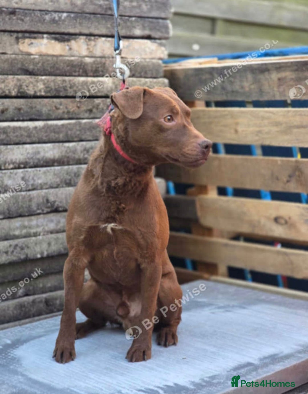 Patterdale Terrier dogs for sale: 18 month old nuttlehead Patterdale  - Image 2