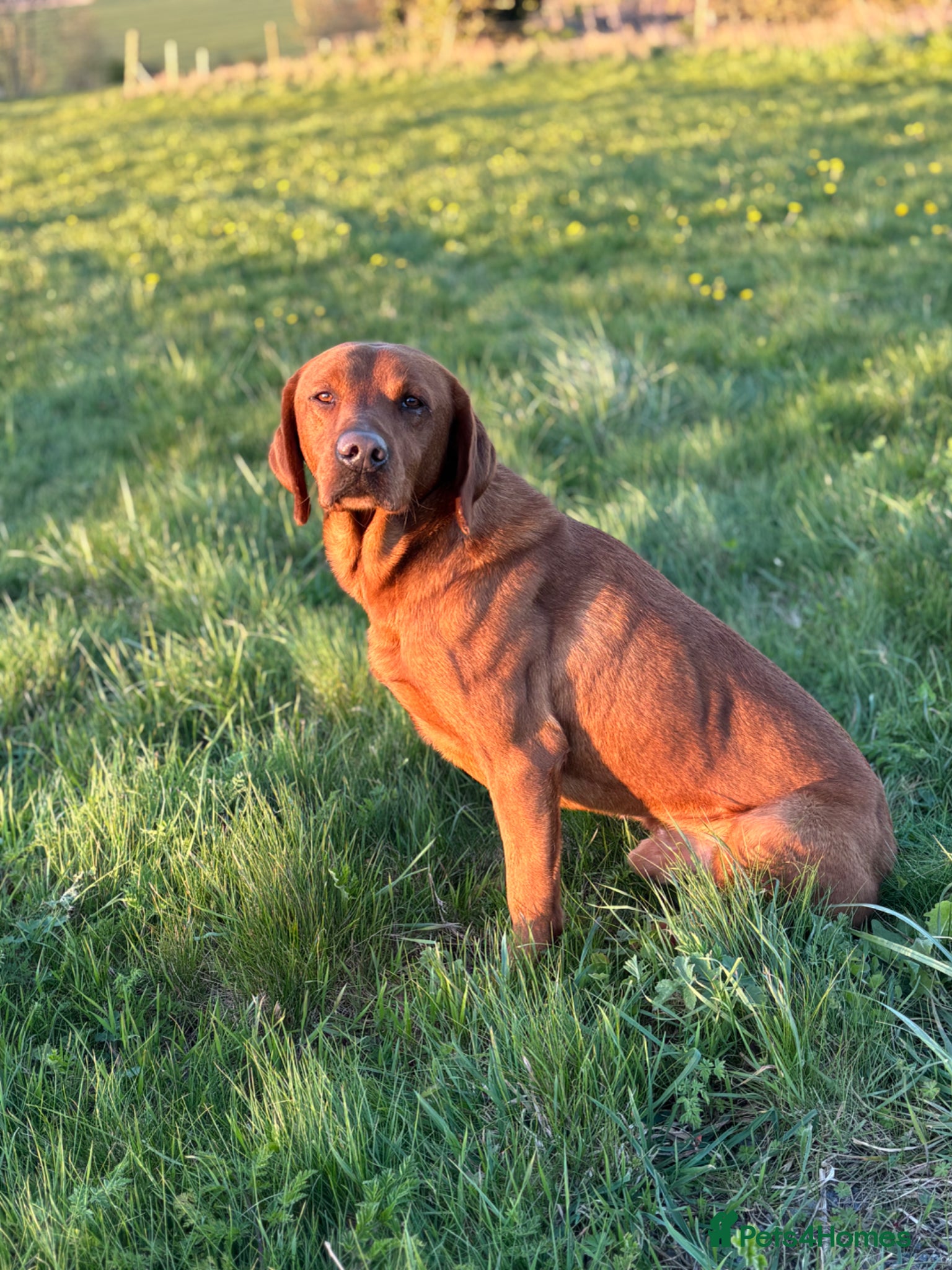 Labrador Retriever dogs Ozzy-proven health tested stud - Advert 6