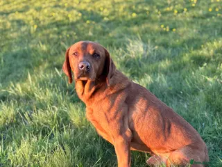 Labrador Retriever dogs Ozzy-proven health tested stud - Advert 6