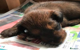 Irish Terrier dogs for sale: Male Irish Terrier Puppies - Image 8