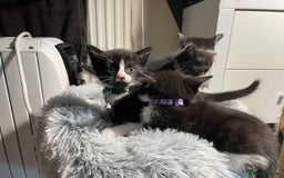 Mixed Breed cats for sale: Three energetic kittens: Noodle, Peanut and Daisy - Advert 21